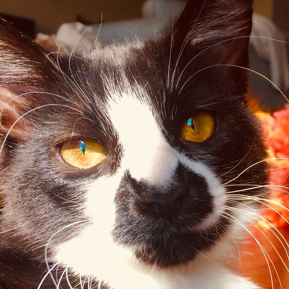 Meet your Posher, Brianna - Picture 1 of 1